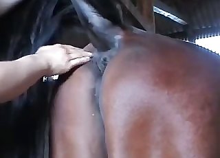 Horse asshole and pussy getting teased