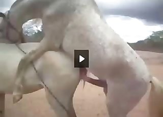Stallion butt looks so freaking nailable