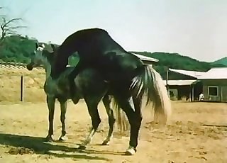 Sexy zoo vid with a dangled horse