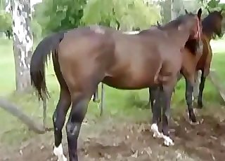2 hot brown horses have awesome fuck-a-thon