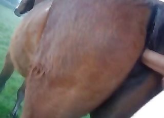 Close-up gape for a sexy chocolate-colored pony