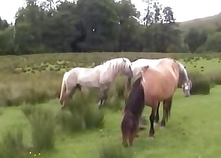 2 horses getting it on in private