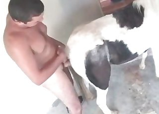 Small horse and my cock inwards