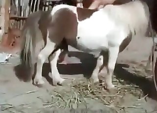 Young girl is masturbating a small pony cock
