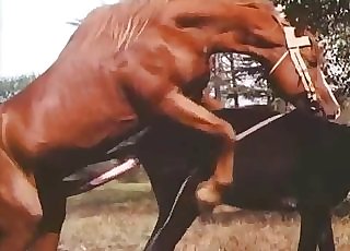 Muscled brown stallion is fucking a horse