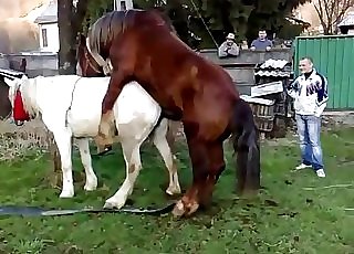 Brown stallion fucks a sexy milky pony