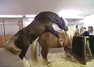 Two horses fuck like crazy, enjoy