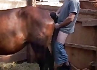Brown pony nicely impaled by farmer