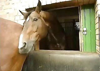 Horses being extremely spectacular on web cam