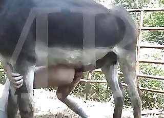 Big black horse fucks his cock-squeezing anal hole