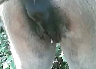 This amazing horse has a truly tight and wet pussy