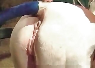 Delicious horse crack hard fucked by a humungous pipe