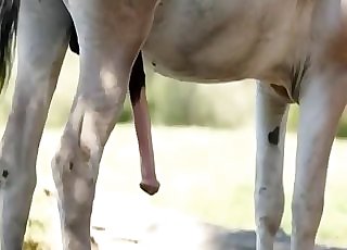 Horse with a massive cock flaunts it