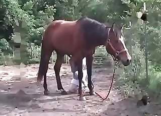 Horse is enjoying intensive blowjob sex