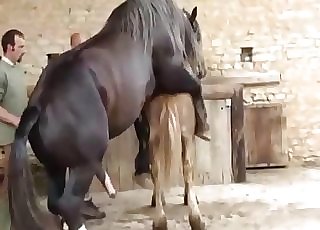 Two horses having nice sex in rear end position