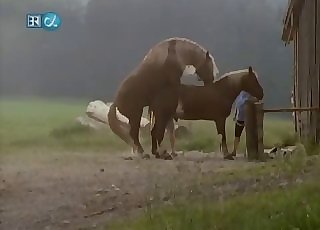 Covert camera filming some intense horse fucking action
