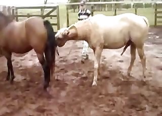 Big muscled horse pounds his girlfriend