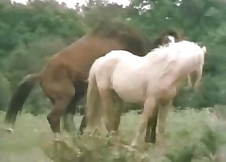 Konjima porno sa sex konj cijev