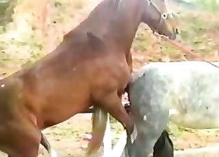 Horse zoofilia VIDEOS