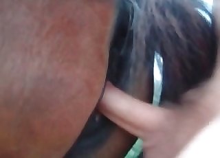 Horse is being penetrated from behind in the hot POV angle