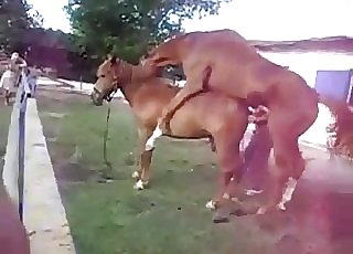 Two beautiful horses have incredible sex