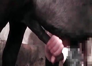 Dark pony fucking in the aged barn