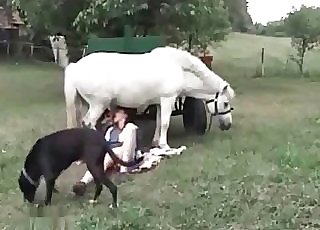 Good fellatio for a milky stallion