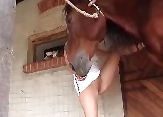Pro blow-job for a hardcore horse