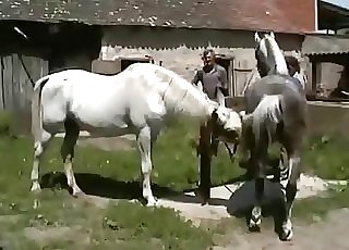 2 white stallions and a horny jockey