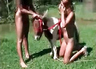 Diminutive horse gets into zoo sex