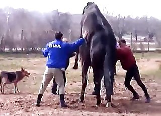 People witnessing horses fuck hard