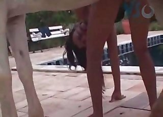 Cool horse screwing poolside