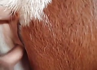 Sexy witnessed horse drilled by farmer