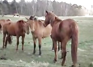 Horses decide to enjoy some forced sex