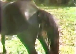 Amazing stallion is having an intense zoophilia screwing