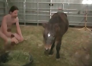 Small horse ripped up in the ass