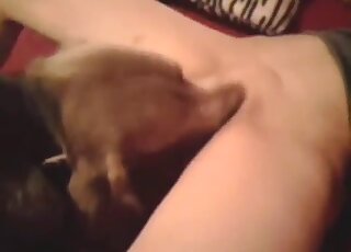 Deranged bestiality sex with piles of tongue play