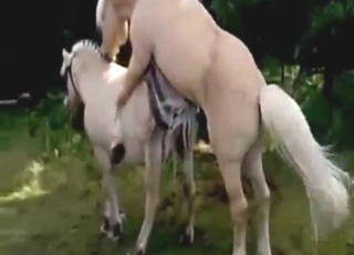 Copulation session helter-skelter two horse that get gaping