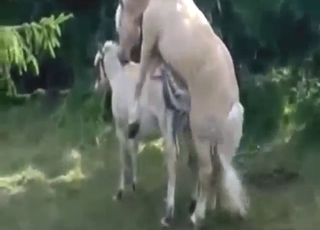 Copulation session helter-skelter two horse that get gaping