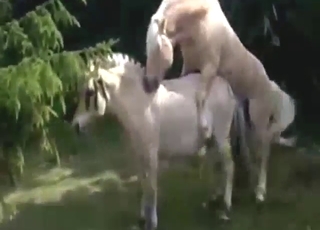 Copulation session helter-skelter two horse that get gaping