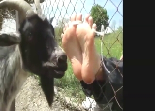 Pretty zoophile lady shows her feet to a goat