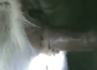 Coxcomb knows how to keep the goat hole happy