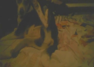 Nighttime zoophile porn with a sexy dog fucking