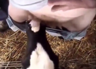 POV pleasure session with a cow that sucks