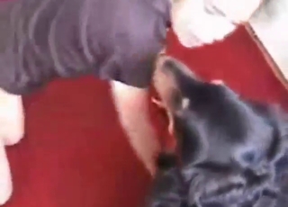 Teenage zoophile gets fucked superior to before all fours by carry-on luggage