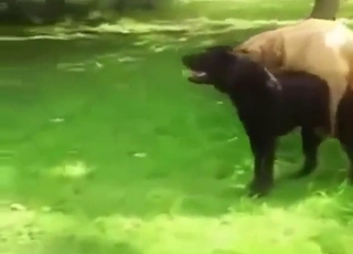 A cute black portmanteau is bonking despite that smooth another beast