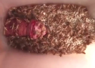 Guy loves it when crickets drown his boner