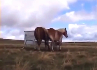 Stallion fucks a mare and everyone cums hard