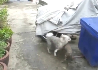 Gay dog caring with a bunch of sexy mutts