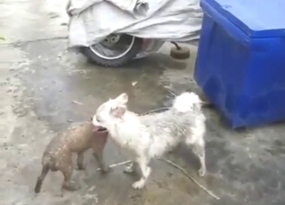 Gay dog caring with a bunch of sexy mutts